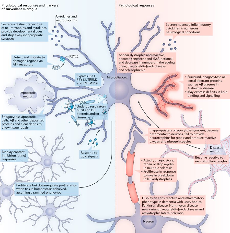 #iPSC-derived models of #microglia — a new Progress article by Jennifer Pocock and @ThomasPiers go.nature.com/2lVYBfr