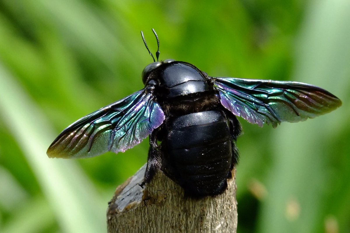 Большие черные насекомые