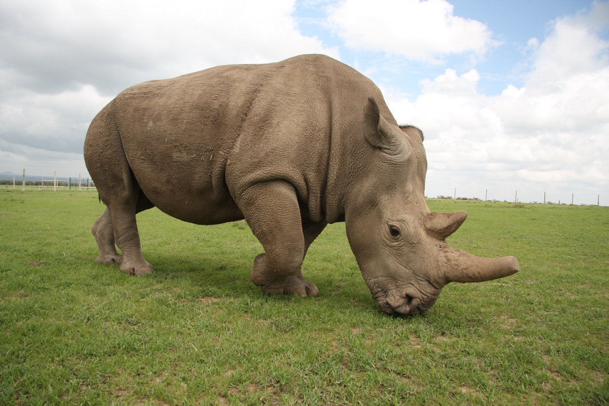 UniTeramo's tweet photo. Una svolta per salvare il rinoceronte bianco dall'estinzione. 
@uniteramo nella task force del progetto di ricerca con il prof. Lino Loi.

#WhiteRhino #Rhino #extinction #uniteramo #MedicinaVeterinaria #Teramo #Abruzzo 
https://t.co/oHfgCd5zvL https://t.co/wGaKdAvYAt