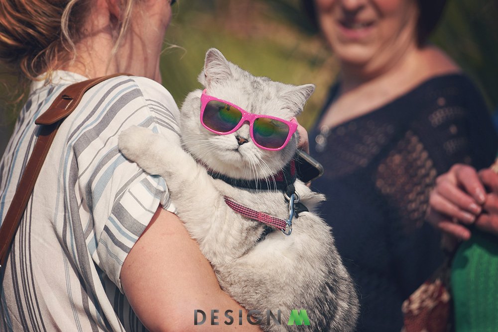 Let <a href="/DesignMtweets/">Design M</a> handle all of your website and graphic design... 

...and you'll be feline like a COOL CAT this summer!

#website #design #wordpress #graphicdesign #printdesign #logodesign #brochure #business #marketing #b2b #b2c #funny #catsoftwitter #eastsussex #eastbourne