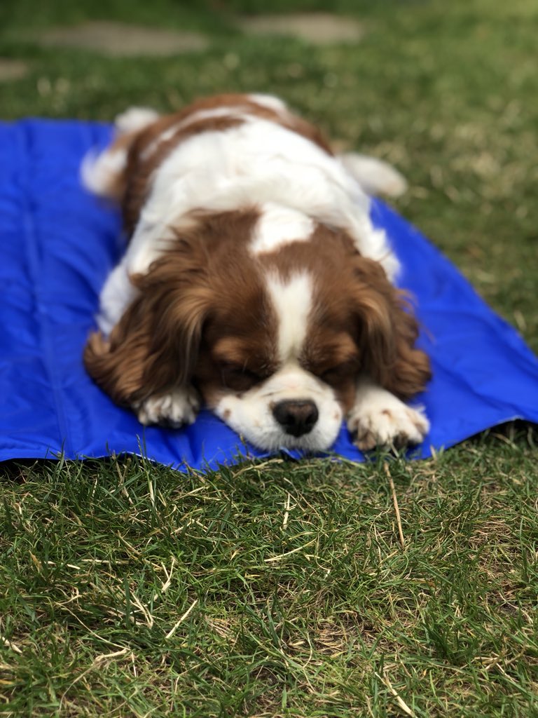 @CosyCanineCo @stmargaretsfair @dotty4paws @ThePawPostUk @SlumberingHound @MaddieMakes @GuruPetFood @UnitedDogdom @WoofWoofNetwork @TheHettie Dennis is enjoying his cooing mat today! Come see the #chilloutzone at @thesoapshackcl1 at the @stmargaretsfair !