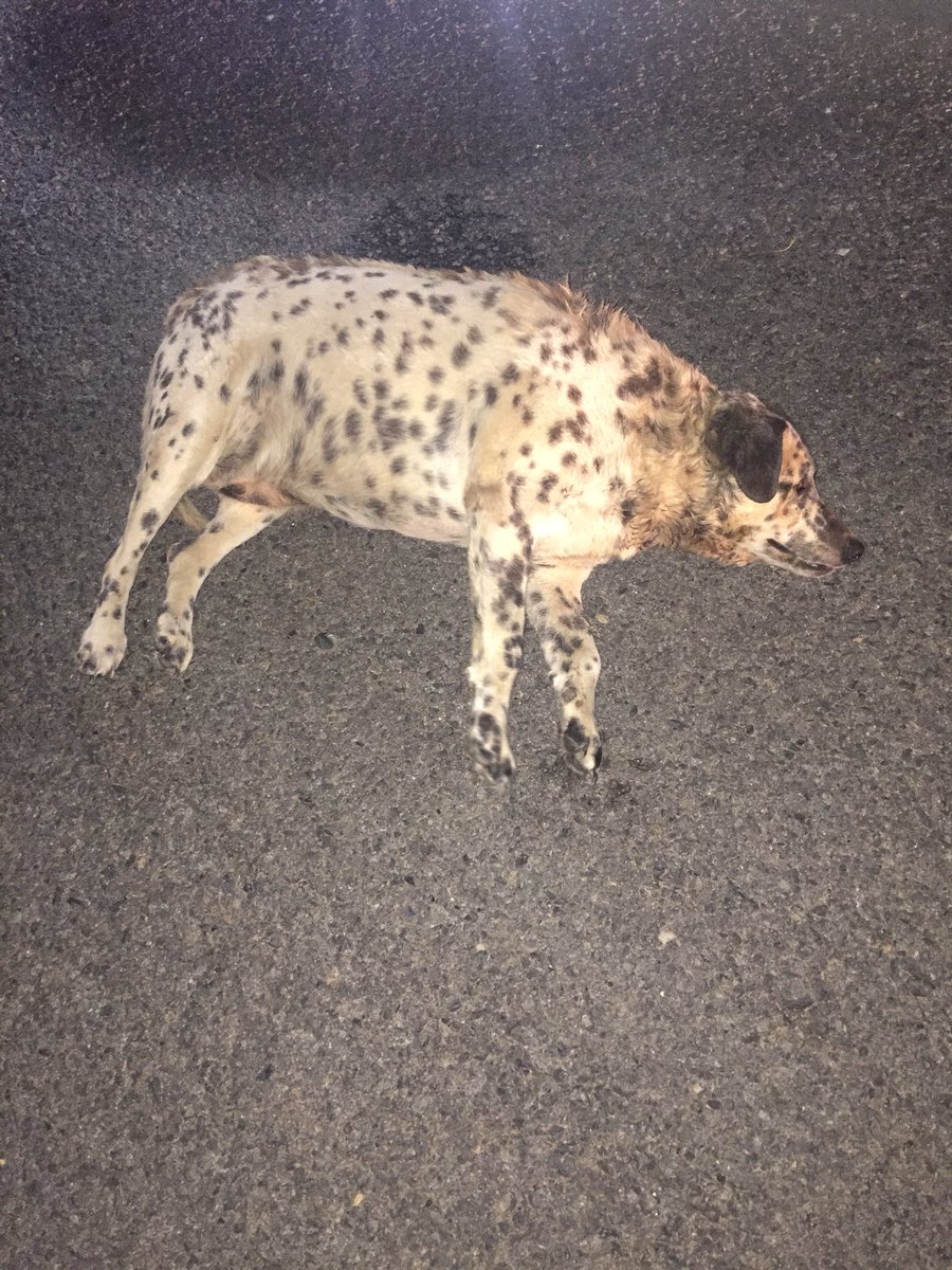 HuntersvillePD's tweet image. ***FOUND PETS***
HPD Officers located these two guys off Asbury Chapel Road around 11PM last night.  They had no collars, but appear well fed and trained.  If you recognize them, or know the owners, please let them know they are currently at @CMPD_ACC.  @HuntersvilleGOV