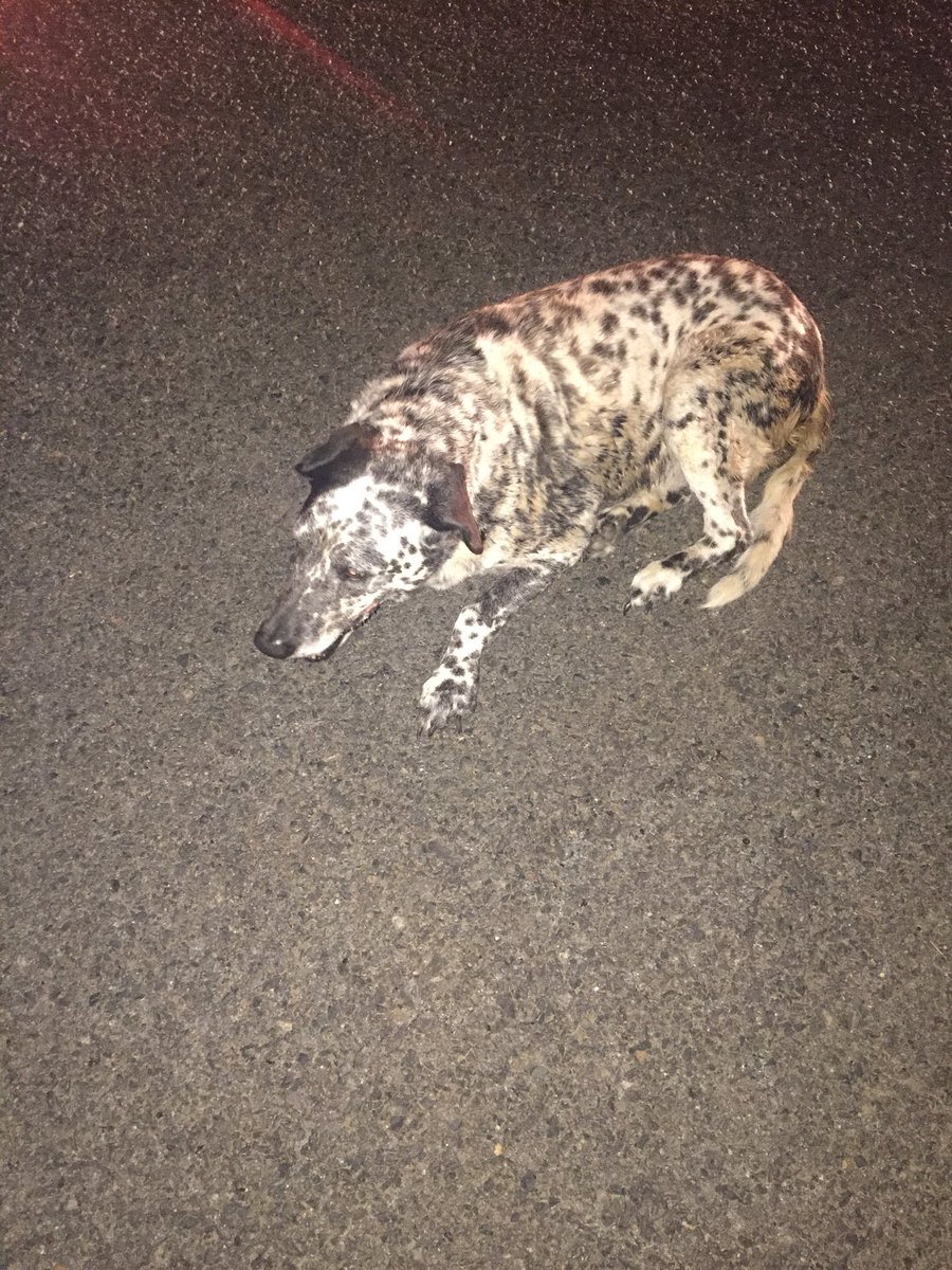 HuntersvillePD's tweet image. ***FOUND PETS***
HPD Officers located these two guys off Asbury Chapel Road around 11PM last night.  They had no collars, but appear well fed and trained.  If you recognize them, or know the owners, please let them know they are currently at @CMPD_ACC.  @HuntersvilleGOV