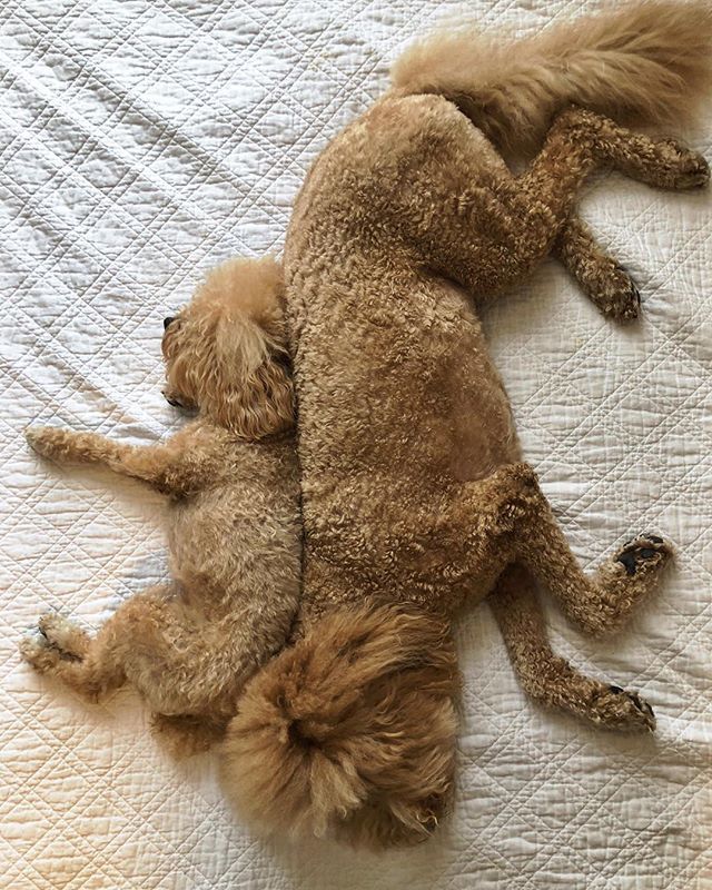 doodlesofnyc's tweet photo. Tag someone who partied too hard yesterday and is recovering today! 🐶🐶🆘💤
.
.
#doodlesofinstagram #poodlesofinstagram #bichon #poochon #goldendoodlepuppy #goldendoodlesofinsta #toypoodle #puppyoftheday #puppylife #cutestdog #mydogiscutest #rescuedogsofinstagram #weeklyflu… https://t.co/K3Lj8yyxPX