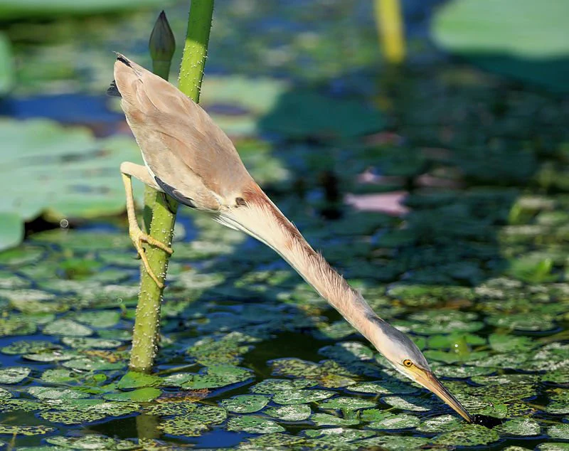 画像加工した？いいえ、してませんｗ素材から面白すぎる鳥・ヨシゴイｗｗｗ