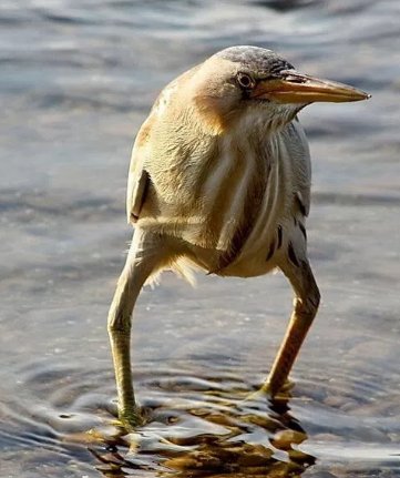 画像加工した いいえ してませんw素材から面白すぎる鳥 ヨシゴイ 話題の画像プラス