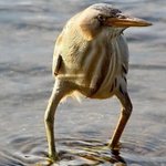 画像加工した？いいえ、してませんｗ素材から面白すぎる鳥・ヨシゴイ!
