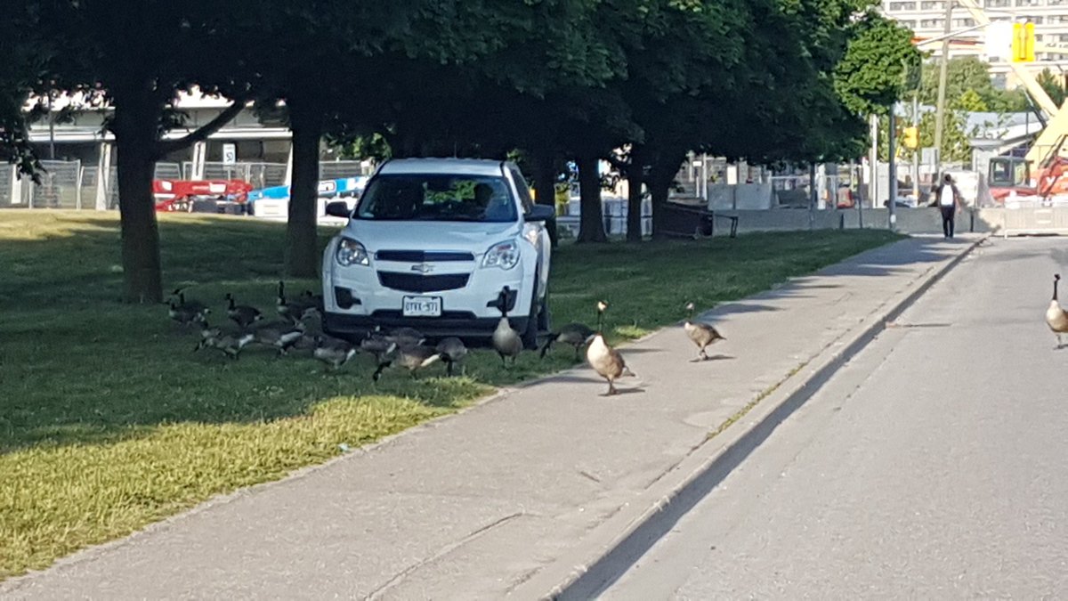 picketcaptain18's tweet photo. If the geese are with us, who can stand against us! @Geese4Cupe3903 thanks for the reinforcements! #YorkuStrike #CUPE3903 https://t.co/RwC17E4PM9