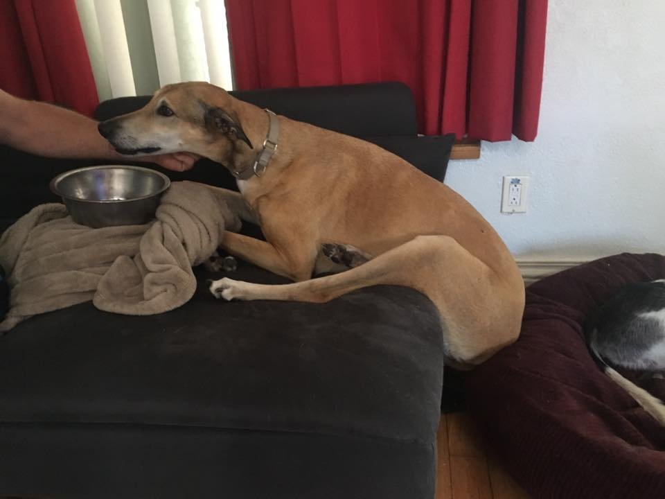 GaltxOrg's tweet photo. Call 911! Smokey is about to lose his seat! #greyhounds #chairfail https://t.co/QBeeFQAoTx
