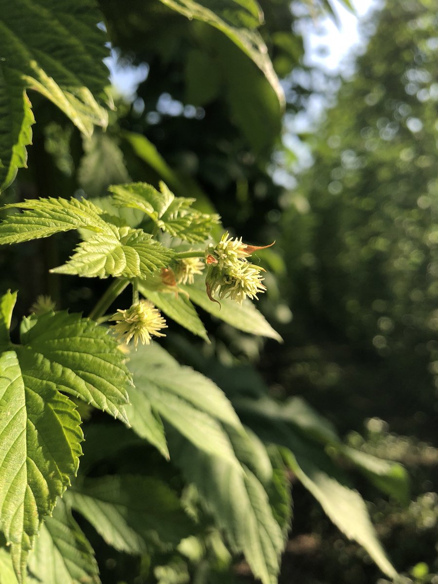 Check out the latest installment of Beyond The Box: Q&amp;A with Blake Crosby! In this edition, Blake discusses new varieties being grown at Crosby that are a first for Oregon as well. Let us know your thoughts in the comments!
crosbyhops.com/the-farm/news/…
#crosbyhops #beyondthebox #comet