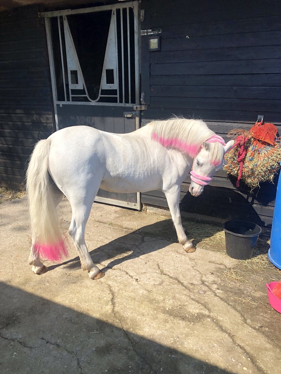 RDA_NW's tweet photo. Nantwich &amp; District RDA welcome Cinders our first pony who will not always look so pretty https://t.co/2pNnLtVxHX