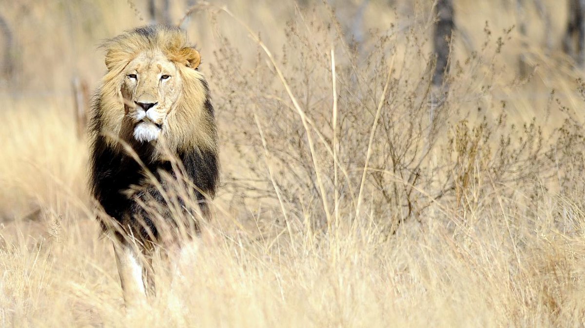 todonoticias's tweet photo. Cazaban rinocerontes en una reserva de Sudáfrica y fueron devorados por una manada de leones https://t.co/8JJJx85UQy https://t.co/Ft2vQYIip9