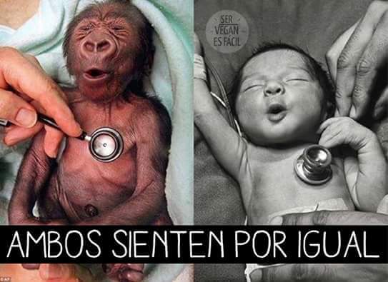 MariloVegan's tweet image. #SIENTEN igual: Alegria-tristeza, frio-calor, hambre-sed, dolor-bienestar.
Perciben la felicidad, experimentan la angustia, saben compadecerse del sufrimiento del otro. ponerse en su lugar, a eso se le llama #Empatia. 
#HazLaConexión #Respect #Veganismo #Ética 
🌾egan