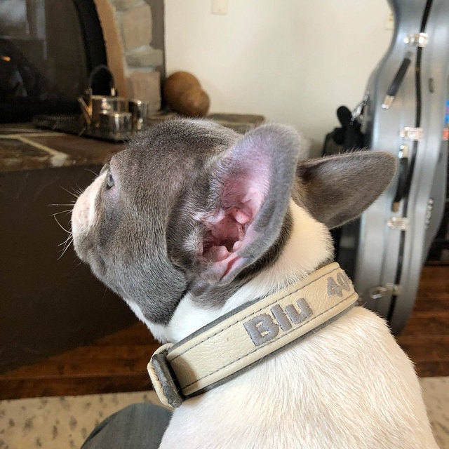 RuggitCollars's tweet photo. Thanks for the kind words! ★★★★★ "I get so many compliments on my dog’s collar! Super high quality and very durable." Naomi R. https://t.co/h7GFMaABO1 #etsy #pets #adjustable #personalized #leatherdogcollar #suedelining #embroideredname #genuineleather #oneinchwidth #d https://t.co/126UdXJqCE