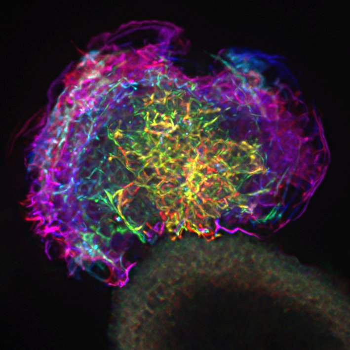SuperResoluSian's tweet photo. Happy first #LGBTSTEMday, science!
Diversity of scientists = diversity of thought. Here's to a future of inclusivity, support and acceptance.
It feels like a good time to bring out the LGBT-cell in celebration 🏳️‍🌈🔬 https://t.co/RzVW2dYPF3