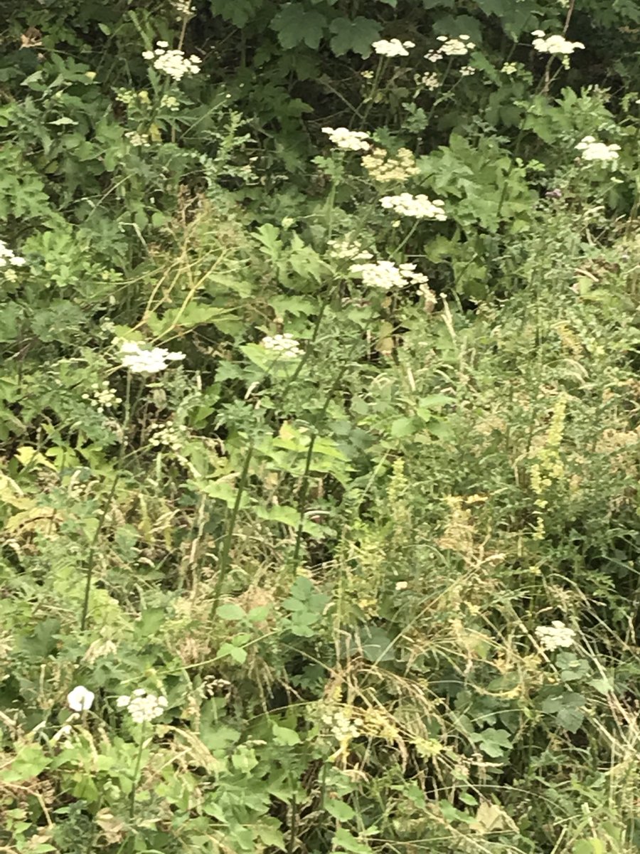 OpenWaterAdvice's tweet photo. Be aware around #FarnleyReservoir hogweed has made an appearance #Reported @MattGibson1089 @Andreamckena60 @FWLabour @RachelReevesMP @WLDispatch https://t.co/oKXmpvBnXc