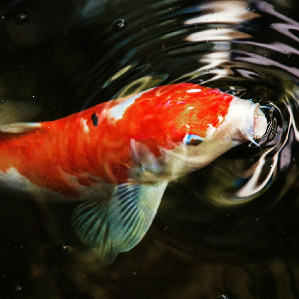 Ikan Koi On Twitter Ikan Koi Termasuk Ke Dalam Jenis Ikan Mas Cyprinus Carpio Yang Jinak Bukan Hanya Sebagai Keberuntungan Ikan Mas Koi Juga Dianggap Sebagai Simbol Cinta Kasih Sayang Dan Persahabatan
