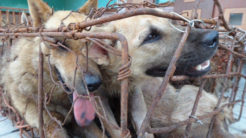 ronniejacobs417's tweet photo. WTF @CharnwoodBC is entering into an agreement with Jianyang – one of the largest dog meat trading centres in China.
https://t.co/g1W1RoKYrV
#StopYulin2018 #StopYulinForever #StopYulin #YulinFestival #YulinDogMeatFestival #Yulin @Care2 https://t.co/uwkQRLLJyP