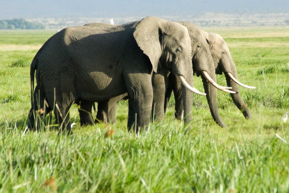 Носороги буйволы слоны обитают. Слон буйвол носорог Лев леопард. Жирафы и слоны. Лев и слон. Леопард слоны.