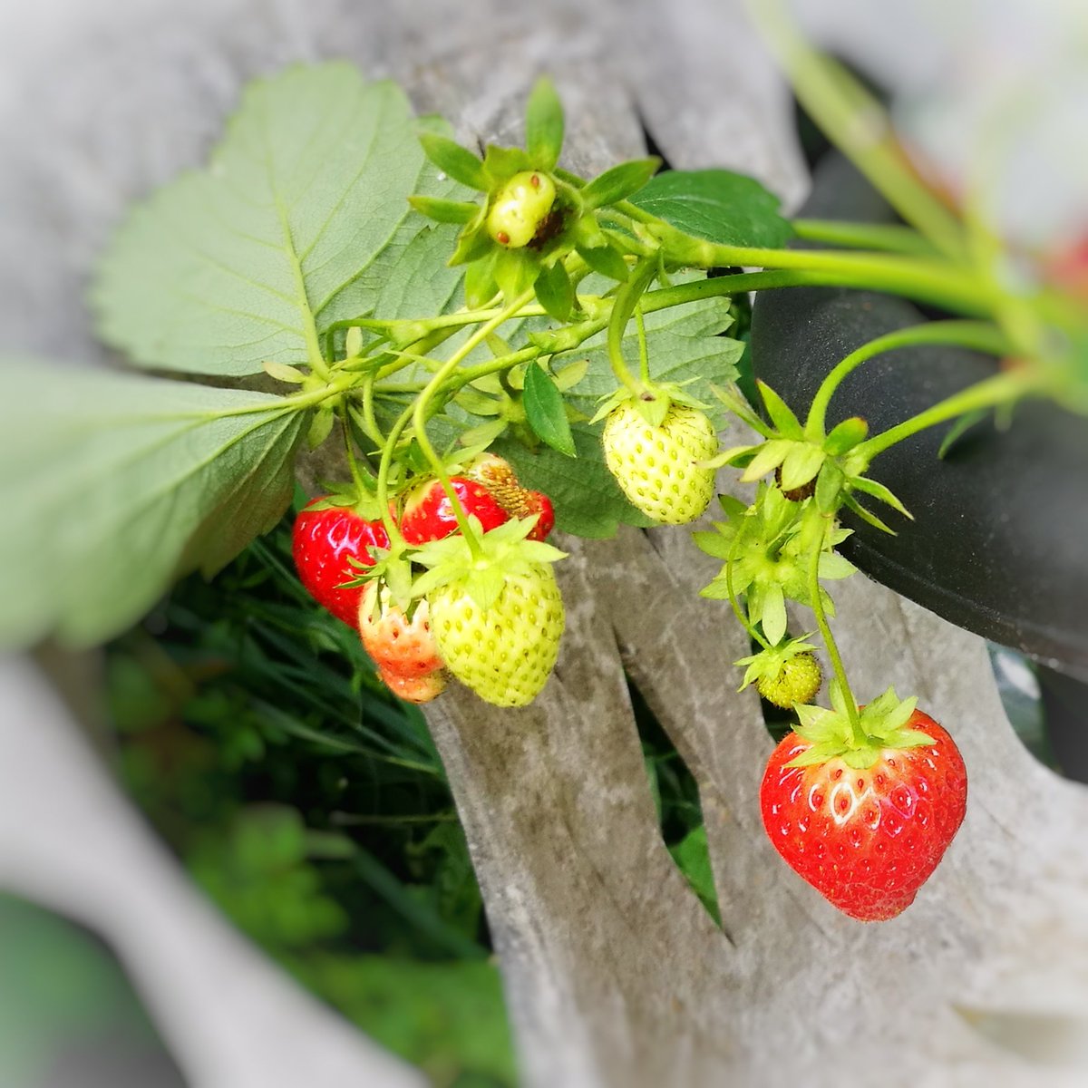 #Wimbledon is here so lets talk #strawberries. If you want new #plants to extend your #crop, plant the runners that #grow out from your main plant. If you want a big crop from the plant you have, cut the runners off so more energy goes into fruiting. #growyourown #kitchengarden