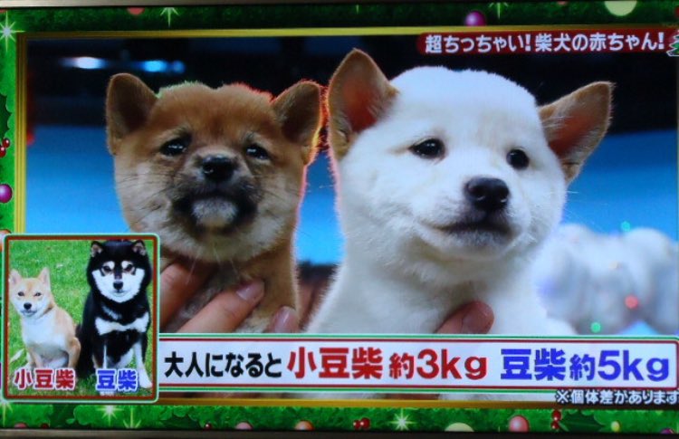 小豆柴犬とは 値段と成犬の大きさはどのくらい ナレッジ 雑学