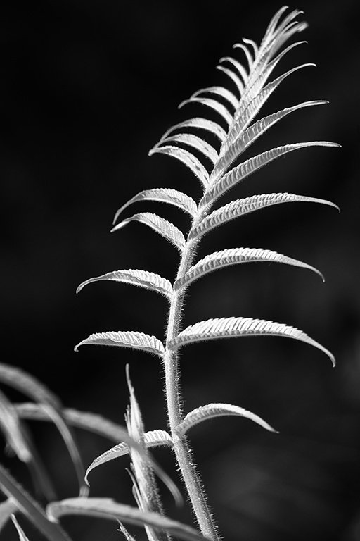 I just joined Instagram and am trying to post different things here and there.   You can follow me there instagram.com/akermansart/
This is another from the Walnut Leaf monochrome series.