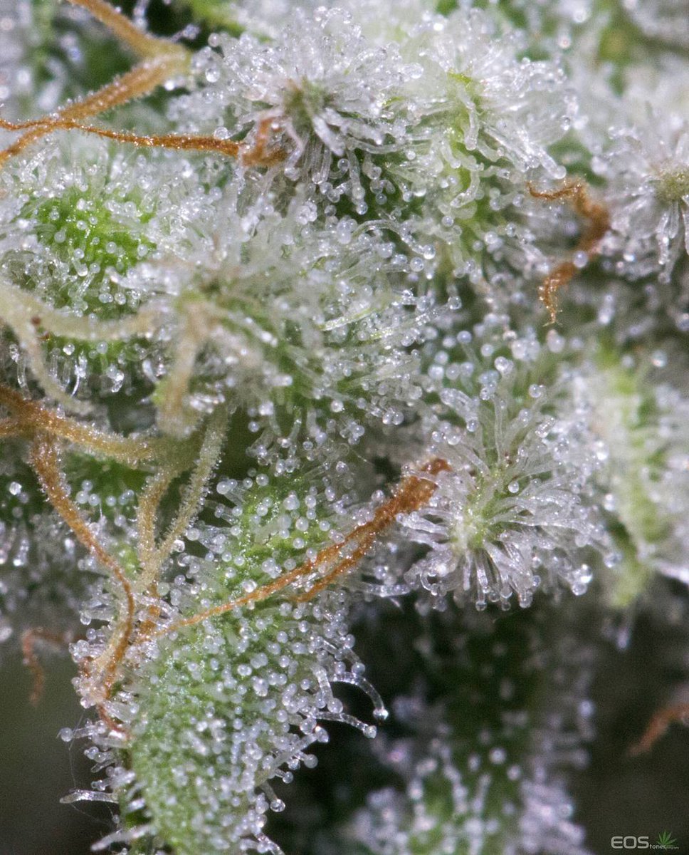 HIGH_TIMES_Mag's tweet photo. GG #4 (Formerly known as Gorilla Glue).

📷: Via @eostoner https://t.co/RMUI64YQfq