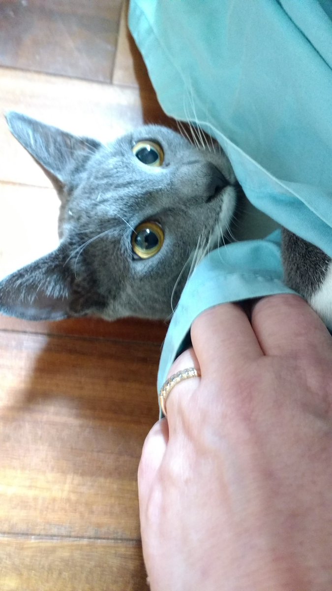 DaytimeDogs's tweet photo. A hiding kitty! We love pet sitting for kitties. #GainesvillePetSitting https://t.co/OHii8W0Kxk