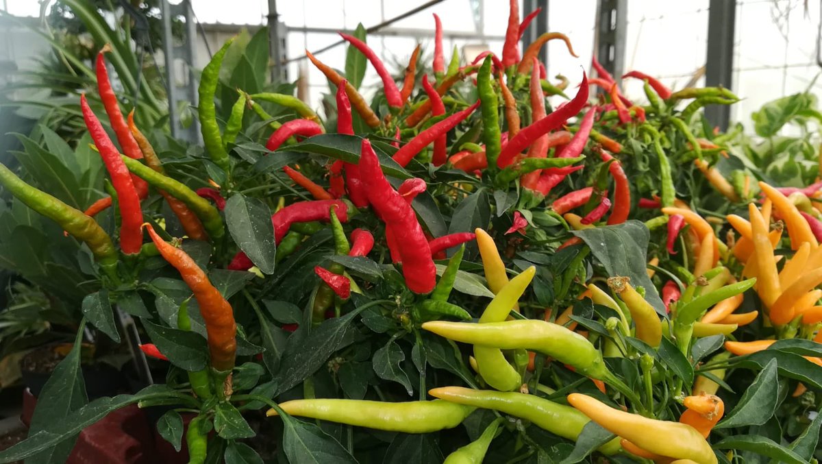 dolcelunaMilano's tweet photo. I nostri #peperoncini 🌶🔥🌶🔥🌶🔥🌶
.
.
Book now: https://t.co/i5V2PQIZzw (booking rating 8,9) 

#agriturismi #milano #lombardia #inlombardia #bnb #booking #airbnb #hotel #zimmer #chambre #rooms #greenmilano #pool #italy #turismoMilano #turismoverde #estate #love #seimmingpool https://t.co/OrqAOUaJdq