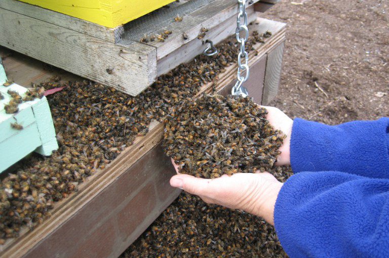 tveitdal's tweet photo. 37 Million Bees Found Dead After Planting Large GMO Corn Field https://t.co/2KpMm3ljdD https://t.co/O9g41s6nAs