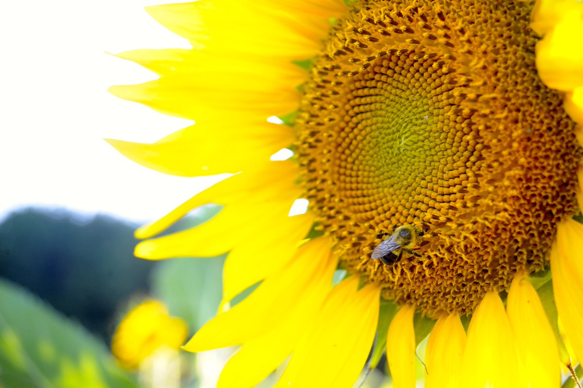 DianaLevey's tweet image. Raleigh has embraced the Dix property in the most beautiful way this summer, bringing new life to the city. My family is so appreciative. So are the bees.  @raleighparks @RaleighGov @NewRaleigh