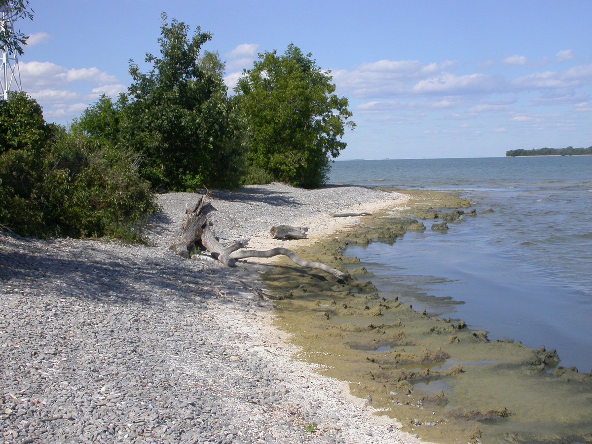 DJMcGold's tweet image. More great work out of #ECCCSci! Using stable isotopes to demonstrate the effects of #invasive mussels on phosphorus available for the growth of #algae in the nearshore of #LakeErie. frontiersin.org/articles/10.33…  @WQMGreatLakes @ECCCSciTech