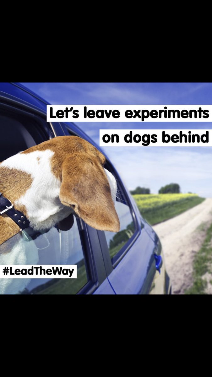 Ricky Gervais (@rickygervais) on Twitter photo Please join me in signing the Cruelty Free International #LeadTheWay petition to end dog experiments in the UK. Dogs belong in loving families, not in laboratories: bit.ly/LTWpetition <a href="/crueltyfreeintl/">Cruelty Free International</a> Please join me in signing the Cruelty Free International #LeadTheWay petition to end dog experiments in the UK. Dogs belong in loving families, not in laboratories: bit.ly/LTWpetition <a href="/crueltyfreeintl/">Cruelty Free International</a>