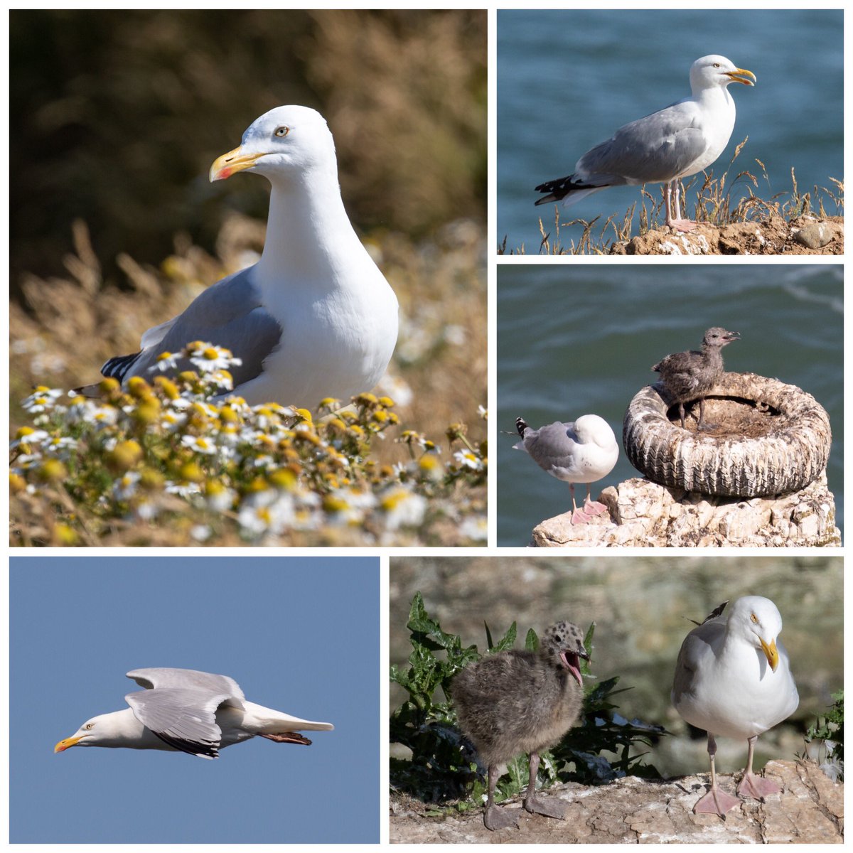 Jo Hood (@jo_birding) on Twitter photo Nice to see Herring Gulls with chicks at Flamborough, hopefully helping improve numbers of this Red-listed species <a href="/FlamboroughBird/">Flamborough Bird Observatory</a> <a href="/BTO_EY_H/">BTO E Yorks & Hull</a> <a href="/JNCC_UKseabirds/">Seabird Surveys</a> Nice to see Herring Gulls with chicks at Flamborough, hopefully helping improve numbers of this Red-listed species <a href="/FlamboroughBird/">Flamborough Bird Observatory</a> <a href="/BTO_EY_H/">BTO E Yorks & Hull</a> <a href="/JNCC_UKseabirds/">Seabird Surveys</a>