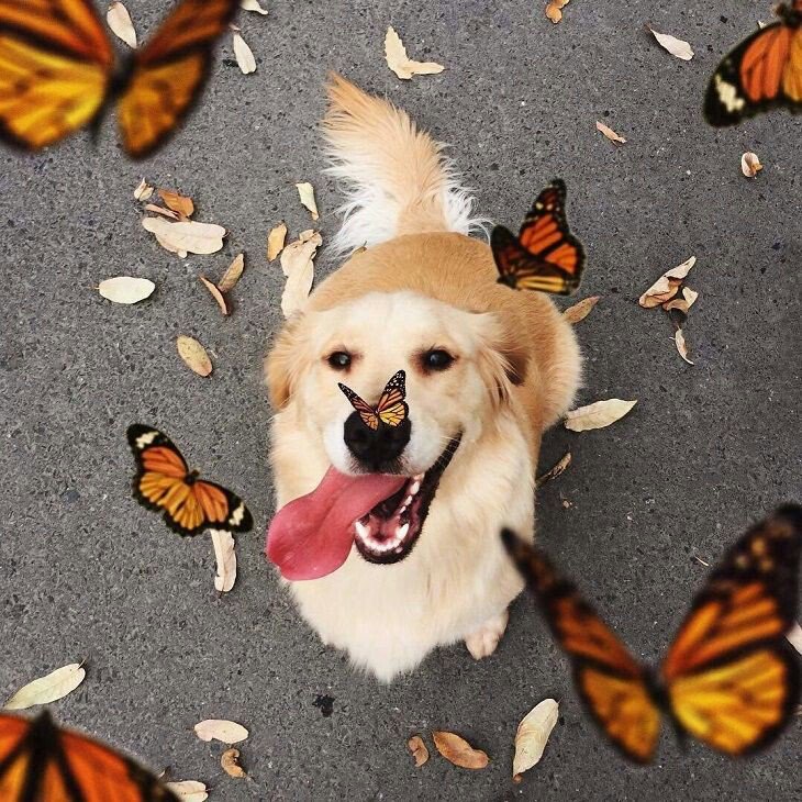 _heyyLovely's tweet photo. Whadda ya know???

An excitable golden retriever....

How'd that get there?? 

Lol 

👑👑👑👑👑👑👑👑👑👑 https://t.co/yb31QtdO5W