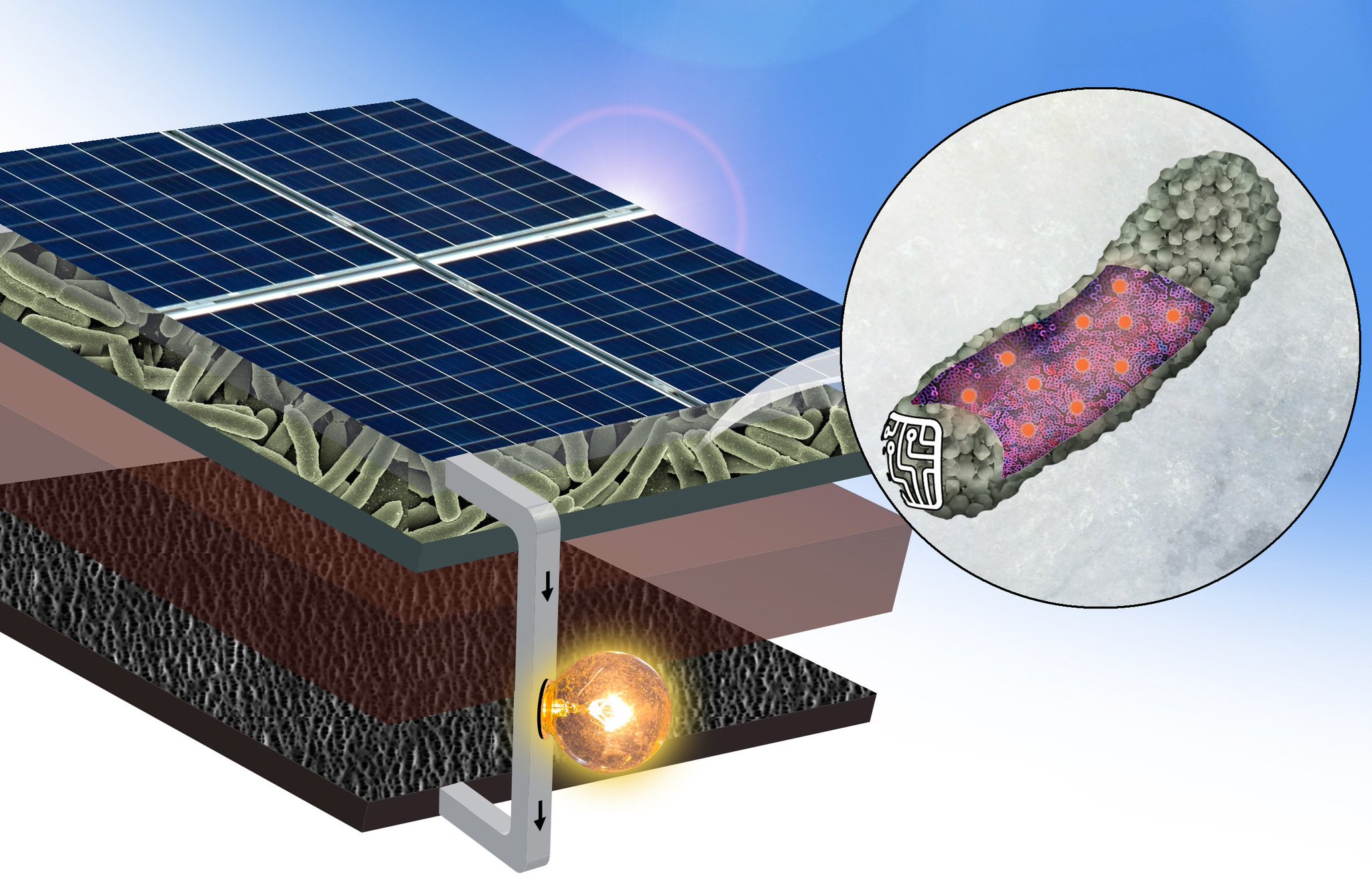 Солнечные бактерии. Арсенид-галлиевые солнечные батареи. Солнечные батареи а3б5. Строение солнечной батареи. Солнечная панель в разрезе.