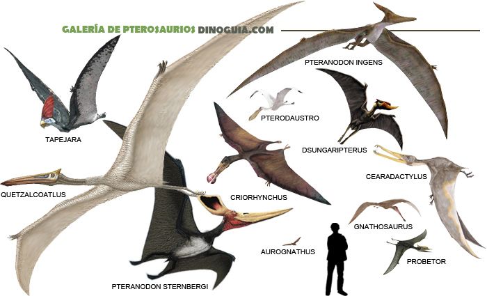 Птеранадон. Кетцалькоатль птеродактиль. Птеранодон. Pteranodon ingens. Птеранодон и человек.
