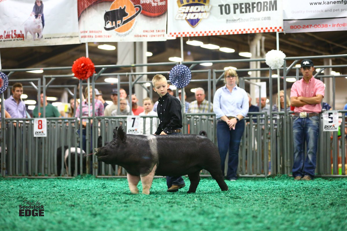 NationalSwine's tweet photo. Owen Hege, Ind., was named Champion Hampshire Gilt at #NJSS18. His CFLK6 TCG Stranded 5-1 gilt was bred by Kilmer Swine Farm, Ind. For more Hampshire results, visit https://t.co/TBmxNjLy83. https://t.co/EHfWEz7BZt