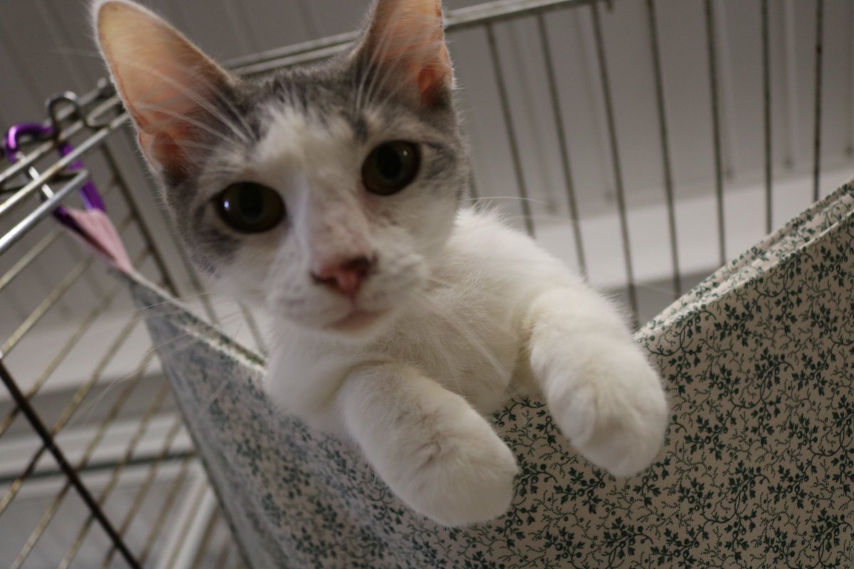 MarionCountyGov's tweet photo. Marion County Animal Services is waiving adoption fees for the rest of the day! Stop by and find the newest member of your #family!

For more information, call 352-671-8700.

#FREE | #PetAdoptions | #MarionCounty | #TodayOnly | #CentralFL | #Adoptions | #Pets https://t.co/IgrwBVYzFv