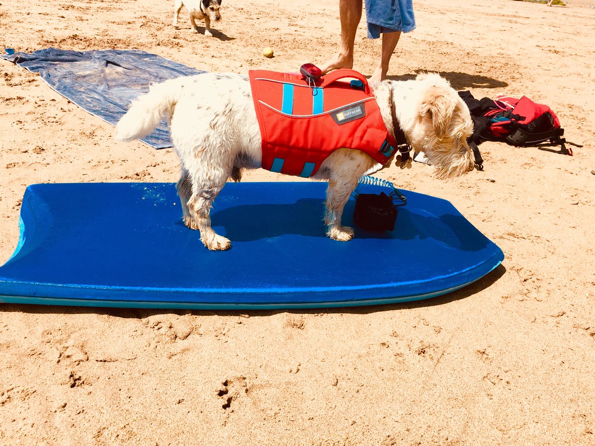 Polly Sawdon (@pollysawdon) on Twitter photo Alfie waiting for the tide to come in <a href="/WatergateBay/">Watergate Bay Hotel</a> Cornwall ....🏄🏼♂️ “Surfin’ Alf”. Alfie waiting for the tide to come in <a href="/WatergateBay/">Watergate Bay Hotel</a> Cornwall ....🏄🏼♂️ “Surfin’ Alf”.