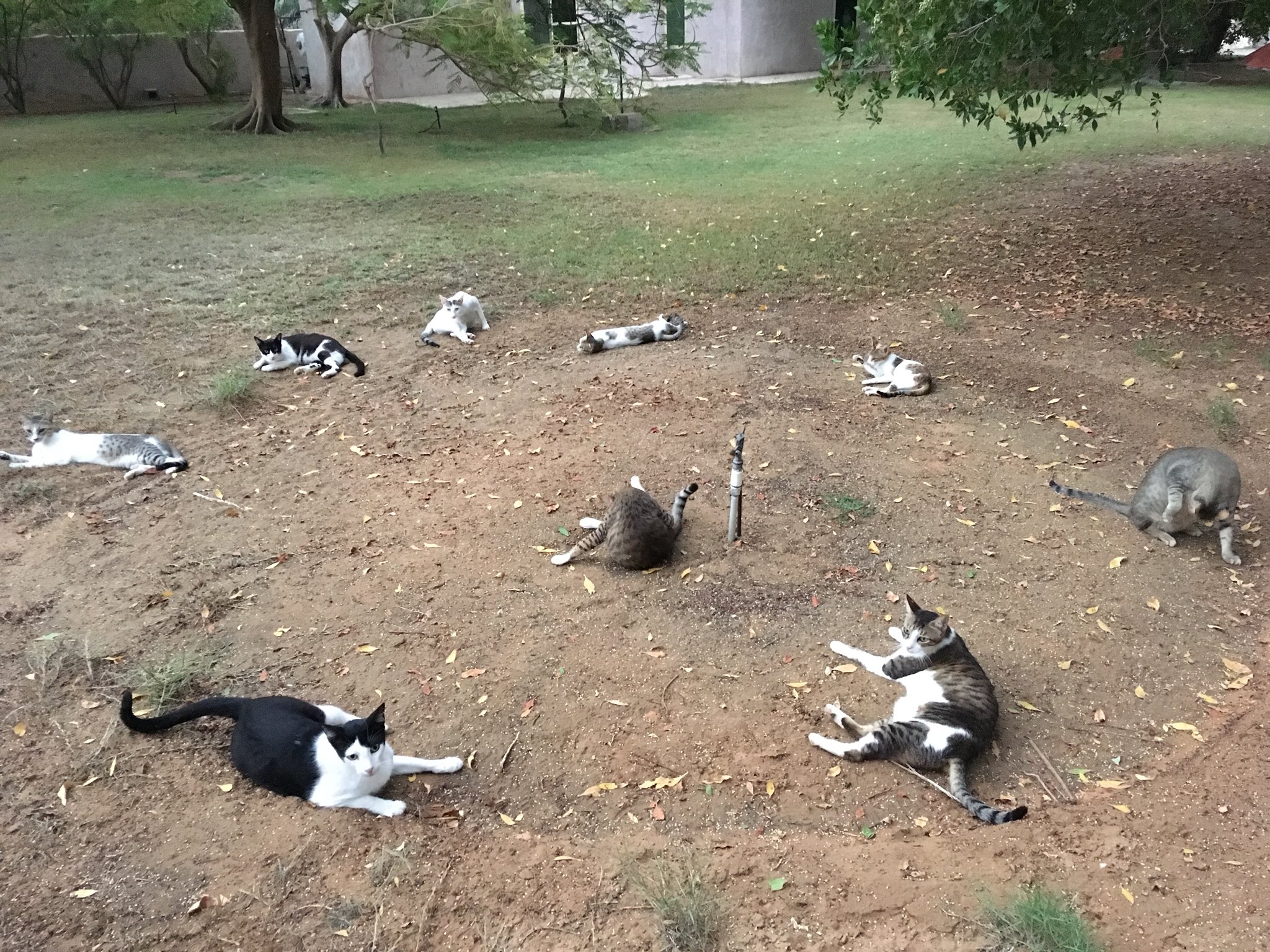 な つく 野良猫