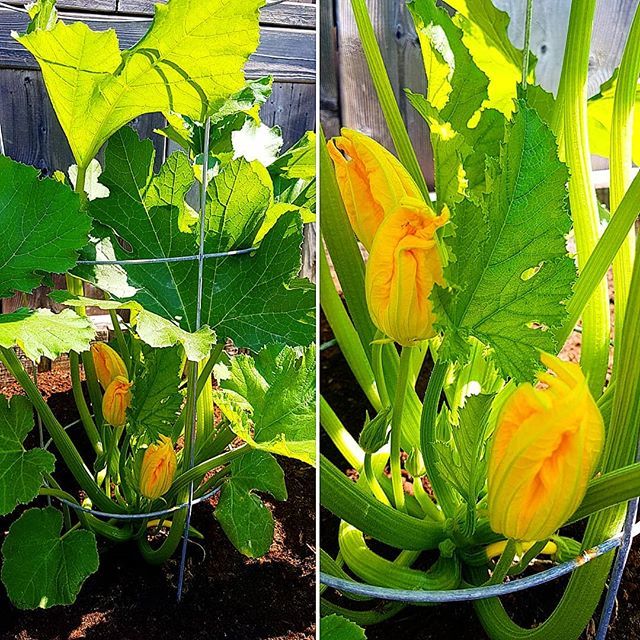 GenCoulomb's tweet photo. The 2018 gardening season is going well! Zucchinis on the way. Question: are those flowers edible??? 🤔
.
#zuchinni #yellowzucchini #zucchiniflowers #organic #garden #gardening #vedgetable #vegetablegarden #homegarden #urbangarden #urbangardening #hom… https://t.co/jWwiIurh2o https://t.co/TDPQONcZrn