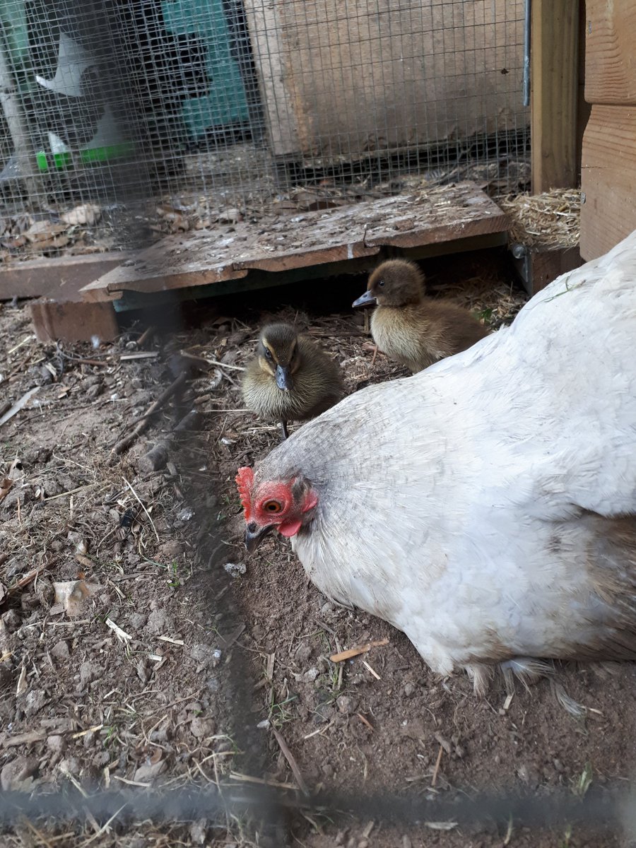 QuackingtonH's tweet image. Very proud "mum" with her two hatchlings.