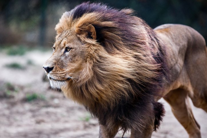 Lions eat 3 suspected poachers at Eastern Cape game reserve ow.ly/wFLZ30kOARL