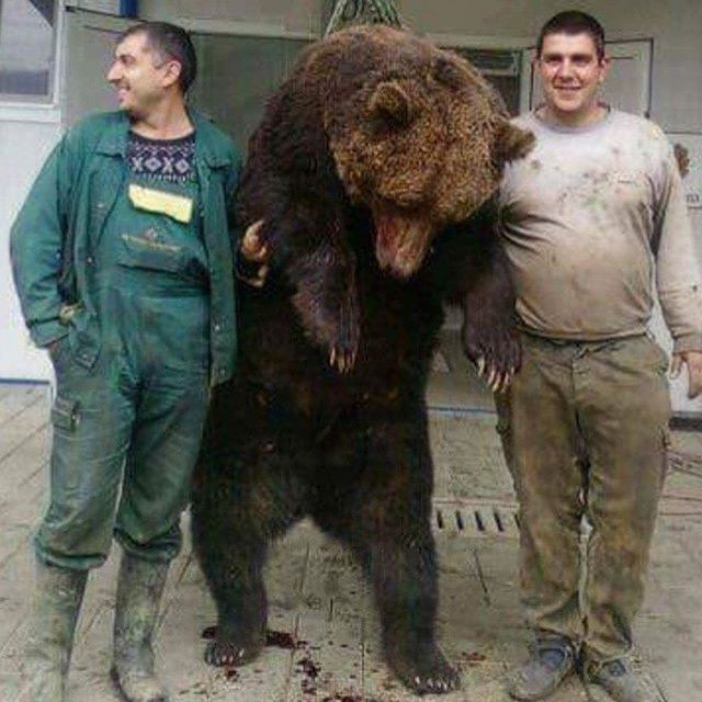 RussiaAnimals's tweet image. All bears are in jail, in slavery or have been killed!