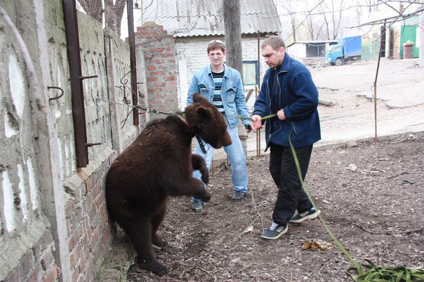 RussiaAnimals's tweet image. All bears are in jail, in slavery or have been killed!