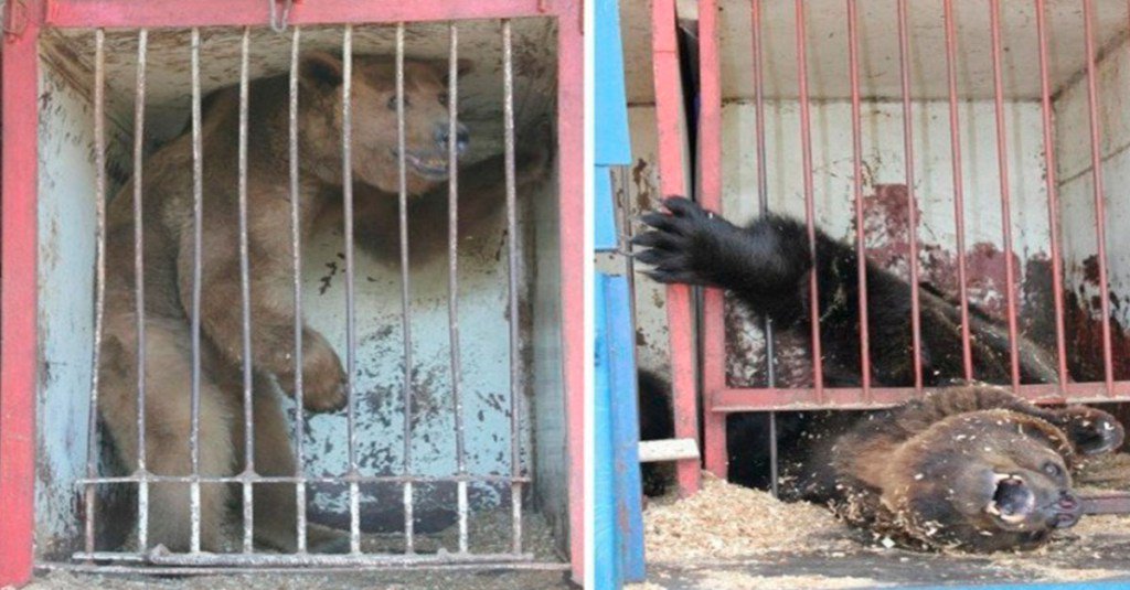 RussiaAnimals's tweet image. All bears are in jail, in slavery or have been killed!