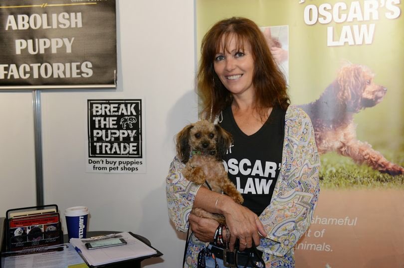 pupaid's tweet photo. 'Campaigners jubilant as new pet shop law deals hammer blow to the heartless puppy farming business in #Australia' Excellent news from the @OscarsLaw campaign Down Under: https://t.co/PCygW3Seso #LucysLaw #wheresmum #adopt https://t.co/gOStRrAWW3