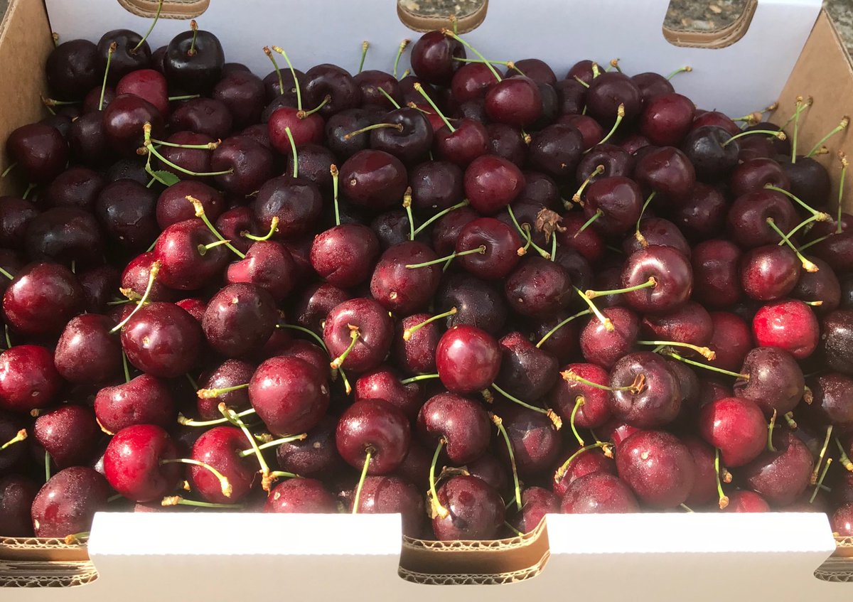 Lovely Hampshire cherries now available on farm Mon-Sat blackmoorestate.co.uk/orchards/fruit… or @HantsFarmersMkt in Winchester this Sunday