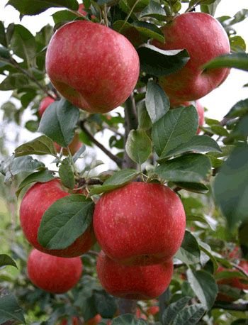 rgpro_horti's tweet photo. A study reveals that #mycorrhizal #fungi increase the resistance in apple trees (Malus Pumilia), from a mass Canker attack once inoculated by 18% compared to the non-inoculated ones. #rgpro #horti1  #canker #threat #keepcrops #healthy @rgpro_horti https://t.co/fmZS57cX90